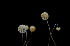 Marasmius crinis-equi
