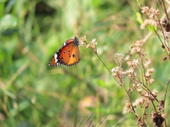Danaus chrysippus