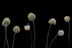 Marasmius crinis-equi