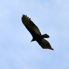 Cathartes melambrotus
