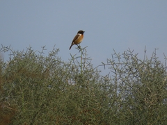 Saxicola rubicola