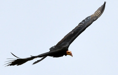 Cathartes melambrotus