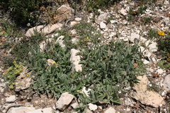 Pentanema montanum