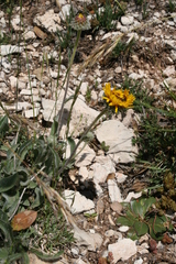 Pentanema montanum