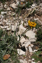 Pentanema montanum
