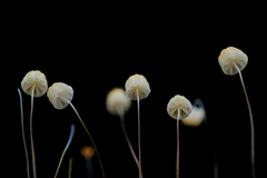 Marasmius crinis-equi