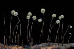 Marasmius crinis-equi