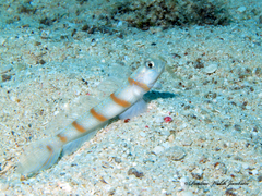 Amblyeleotris sungami