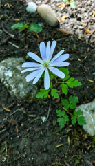 Anemonoides apennina