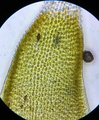 Hedwigia stellata