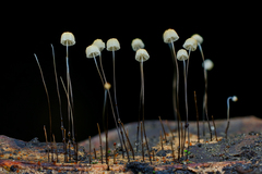 Marasmius crinis-equi
