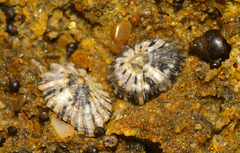 Siphonaria australis