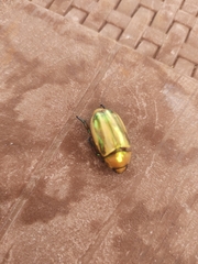 Pelidnota testaceovirens