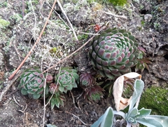 Sempervivum