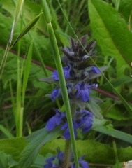Ajuga