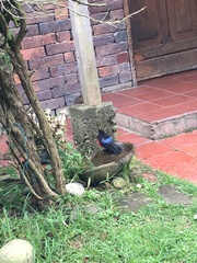 Anisognathus igniventris