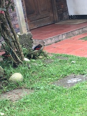 Anisognathus igniventris