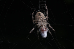 Araneus ventricosus