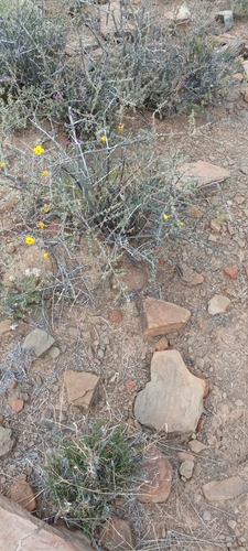 Image of Rhigozum obovatum by (c) Noeleen du Toit, some rights reserved (CC BY-SA)