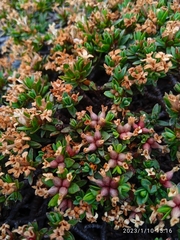 Pimelea