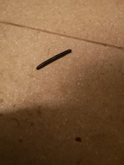 Archispirostreptus syriacus