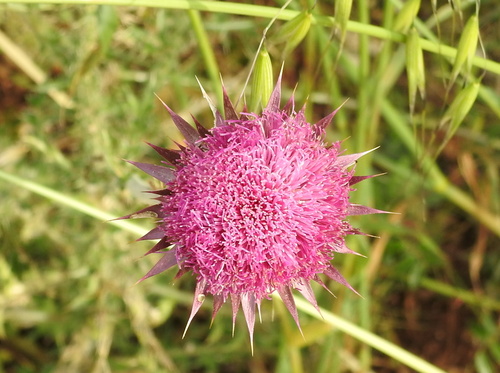 bodliak ovisnutý (Carduus nutans)