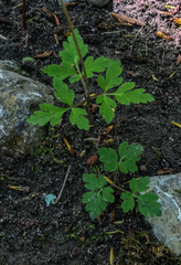 Anemonoides apennina