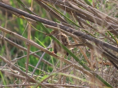 Prinia gracilis