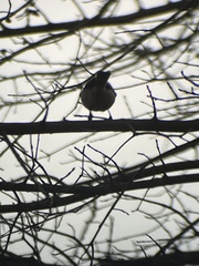 Poecile carolinensis