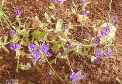 Legousia speculum-veneris