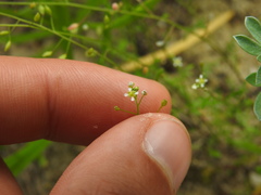 Hornungia procumbens