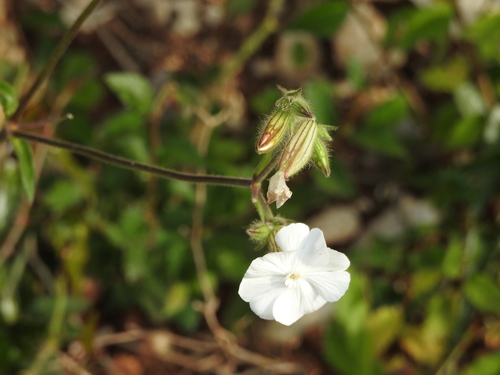Silenka biela (Silene latifolia)