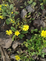 Senecio vernalis