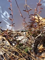 Trichostema suffrutescens