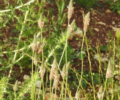 Plantaginaceae