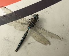 Rhionaeschna marchali