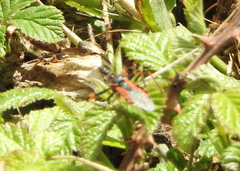 Rhynocoris iracundus
