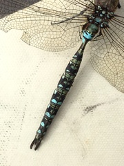 Rhionaeschna marchali