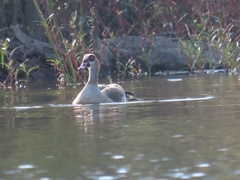 Alopochen aegyptiaca