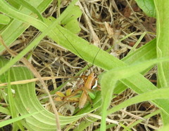 Eupholidoptera schmidti