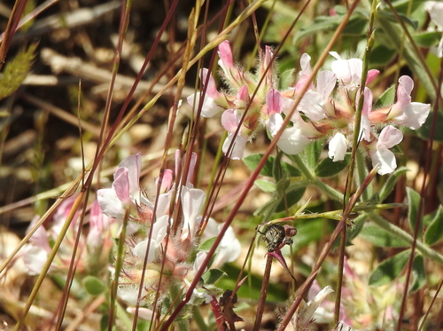 Čupava bjeloglavica (Lotus hirsutus)