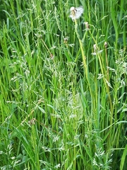 Poa trivialis
