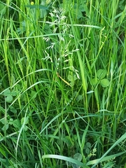 Poa trivialis