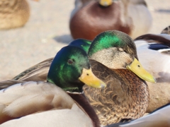 Anas rubripes × platyrhynchos