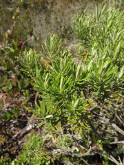 Linochilus rosmarinifolius