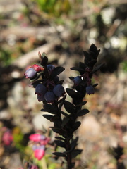Vaccinium floribundum