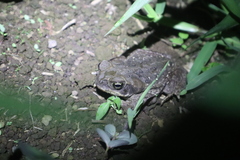 Rhinella horribilis