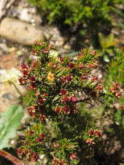 Hypericum juniperinum
