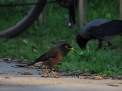 Acridotheres tristis