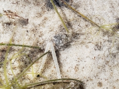Bulla occidentalis